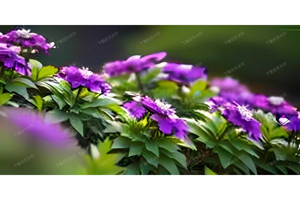 苦菊菜：缓解眼部疲劳的天然良药